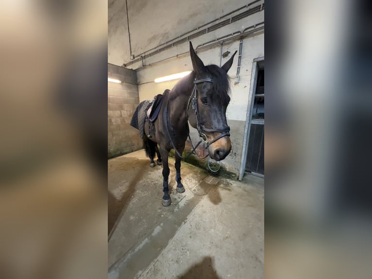 Holsteiner Merrie 10 Jaar 171 cm Zwartbruin in Kachtem