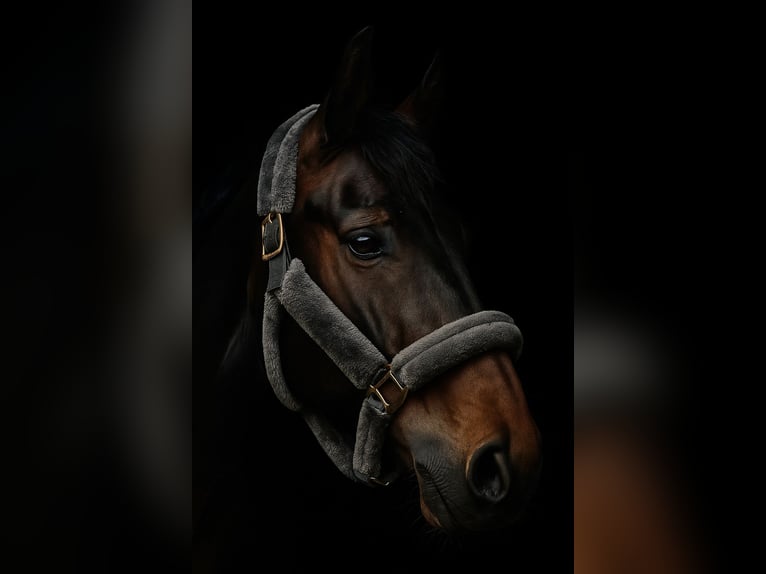 Holsteiner Merrie 10 Jaar 171 cm Zwartbruin in Kachtem