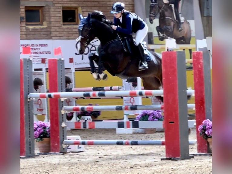 Holsteiner Merrie 10 Jaar 171 cm Zwartbruin in Modena