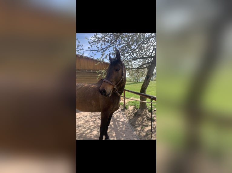 Holsteiner Merrie 10 Jaar 172 cm Bruin in Gerswalde