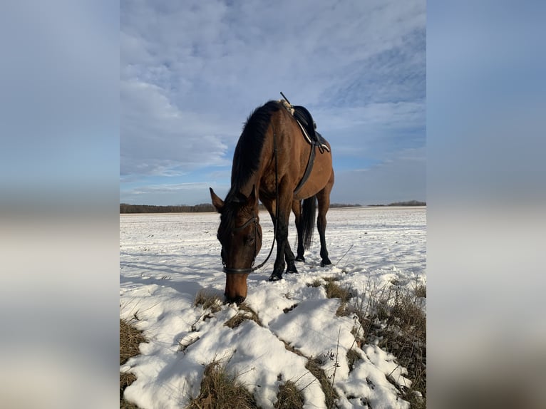 Holsteiner Merrie 10 Jaar 172 cm Bruin in Gerswalde