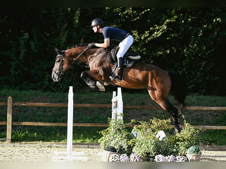 Holsteiner Merrie 10 Jaar 172 cm Bruin in Riedstadt