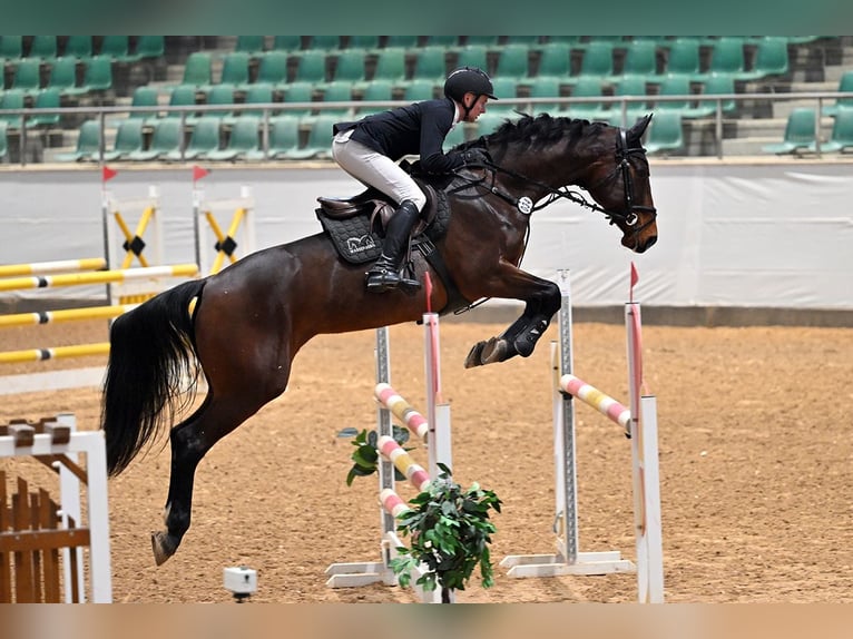 Holsteiner Merrie 10 Jaar 172 cm Donkerbruin in Greiz