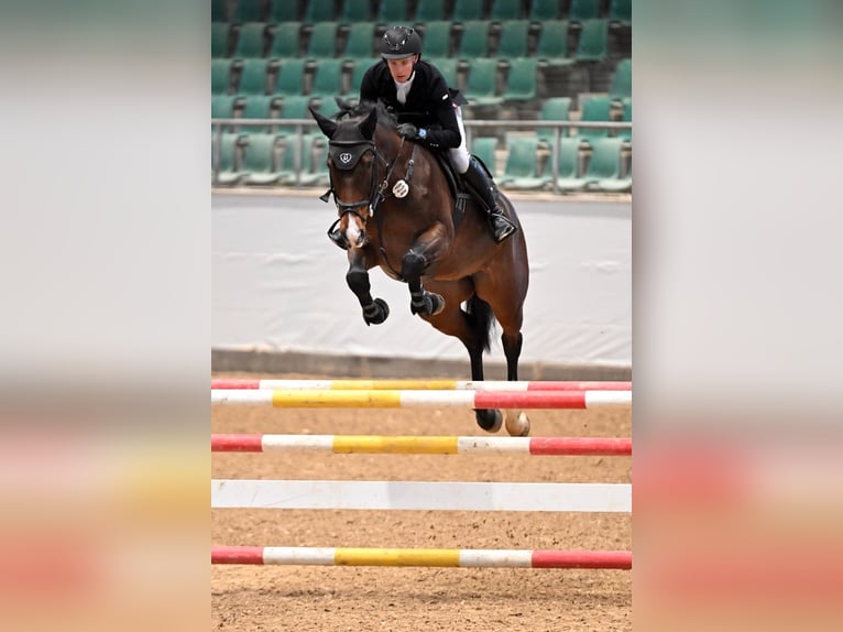 Holsteiner Merrie 10 Jaar 172 cm Donkerbruin in Greiz