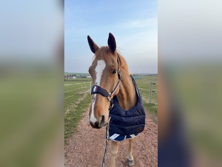 Holsteiner Merrie 10 Jaar 173 cm Vos in Penig