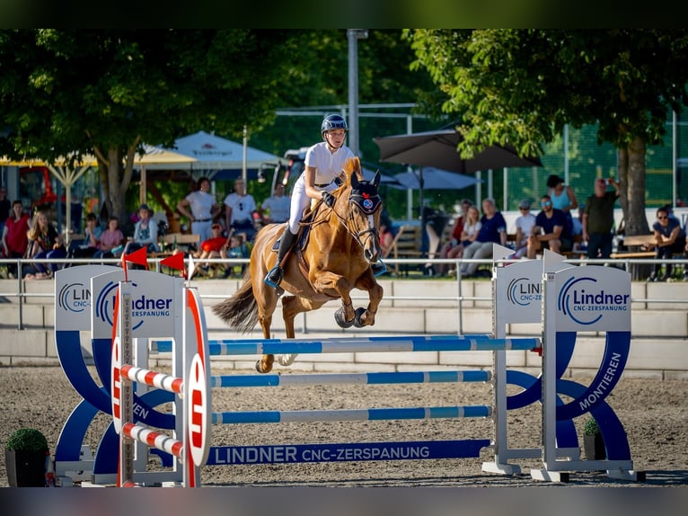 Holsteiner Merrie 10 Jaar 173 cm Vos in Penig