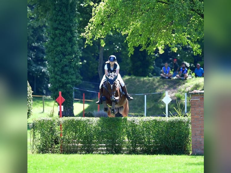 Holsteiner Merrie 10 Jaar Donkerbruin in Bern 65