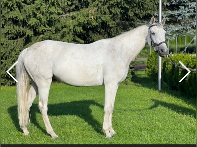 Holsteiner Merrie 10 Jaar Schimmel in Załuski