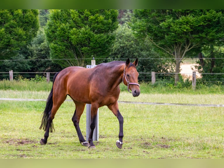 Holsteiner Merrie 11 Jaar 165 cm Bruin in Kuden