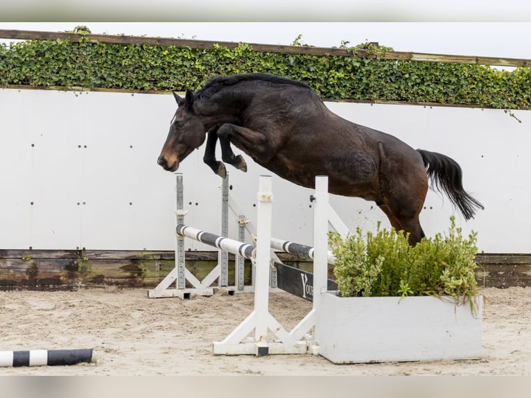 Holsteiner Merrie 11 Jaar 165 cm Donkerbruin in Waddinxveen