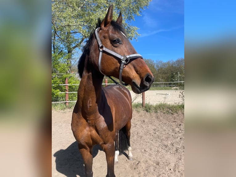 Holsteiner Merrie 11 Jaar 166 cm Bruin in CelleCelle