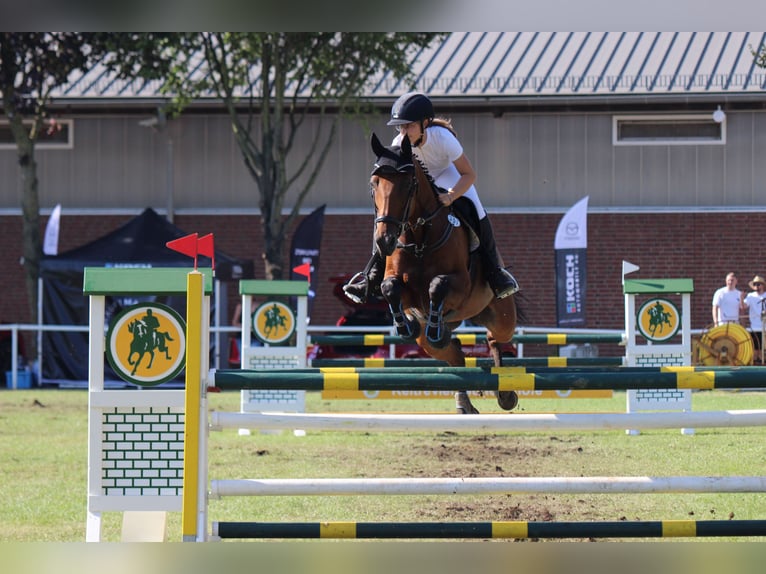 Holsteiner Merrie 11 Jaar 166 cm Bruin in Bad Freienwalde