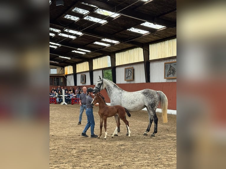 Holsteiner Merrie 11 Jaar 166 cm Schimmel in Kollmar