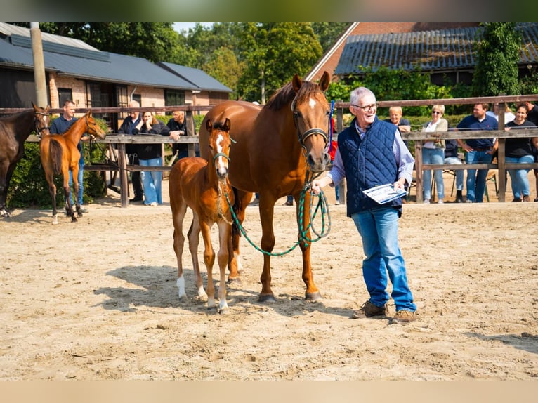 Holsteiner Merrie 11 Jaar 166 cm Vos in Firrel