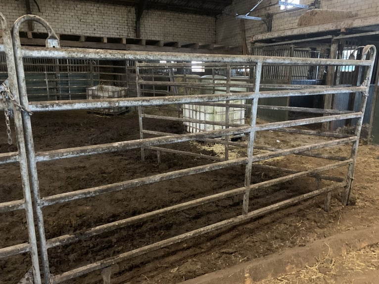 Holsteiner Merrie 11 Jaar 166 cm Vos in Firrel