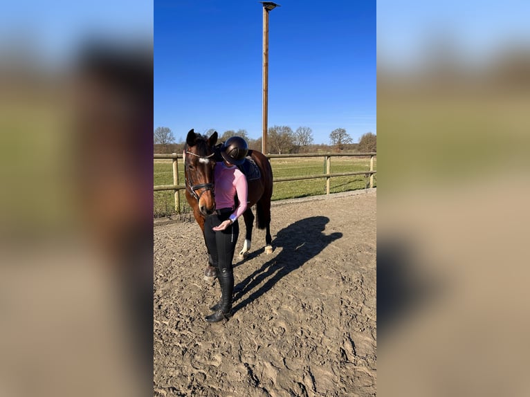 Holsteiner Merrie 11 Jaar 167 cm Bruin in Hohenaspe