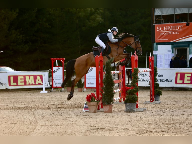 Holsteiner Merrie 11 Jaar 167 cm Bruin in Kitzingen
