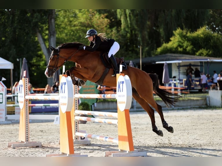 Holsteiner Merrie 11 Jaar 167 cm Bruin in Kitzingen