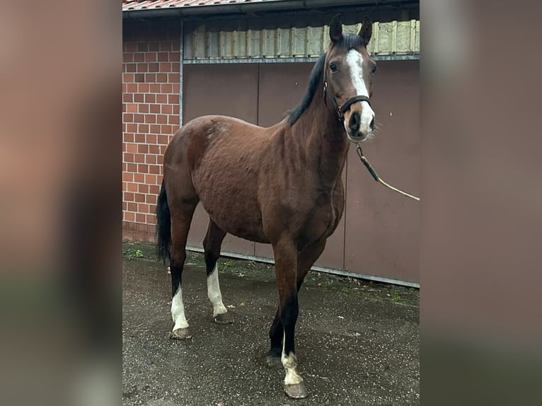 Holsteiner Merrie 11 Jaar 168 cm Bruin in Lathen