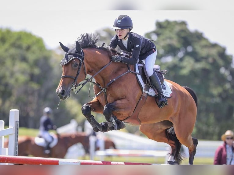Holsteiner Merrie 11 Jaar 168 cm Bruin in Hochdonn