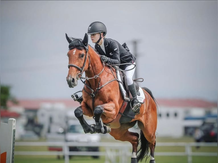 Holsteiner Merrie 11 Jaar 168 cm Bruin in Hochdonn