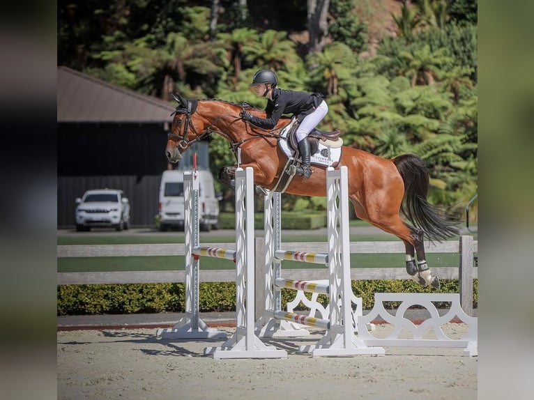 Holsteiner Merrie 11 Jaar 168 cm Bruin in Hochdonn