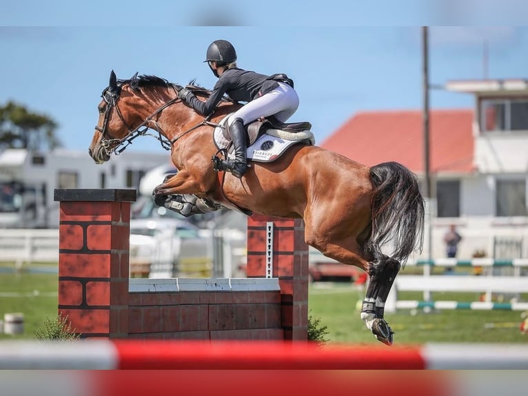 Holsteiner Merrie 11 Jaar 168 cm Bruin in Hochdonn
