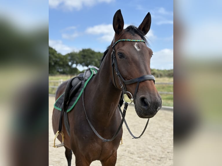 Holsteiner Merrie 11 Jaar 168 cm Bruin in Loxstedt