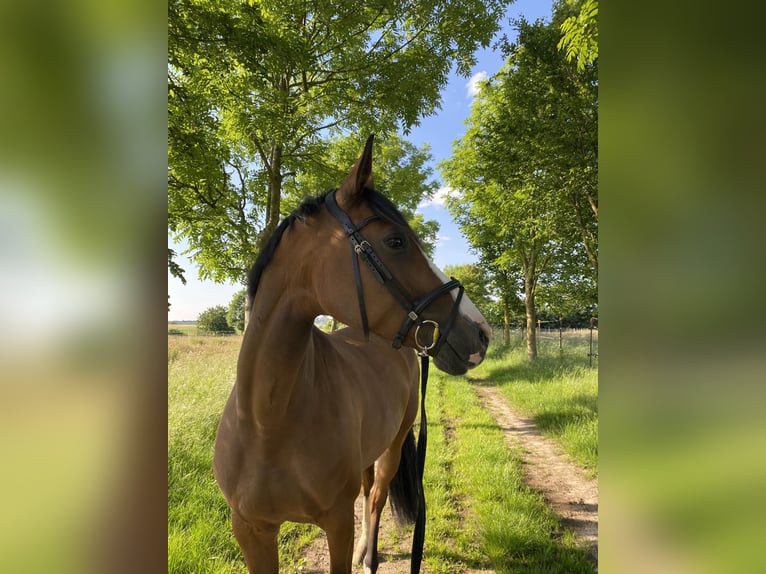 Holsteiner Merrie 11 Jaar 168 cm Bruin in Vellmar