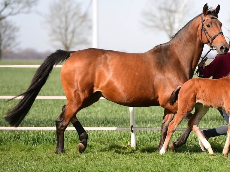 Holsteiner Merrie 11 Jaar 168 cm Bruin in Krempe