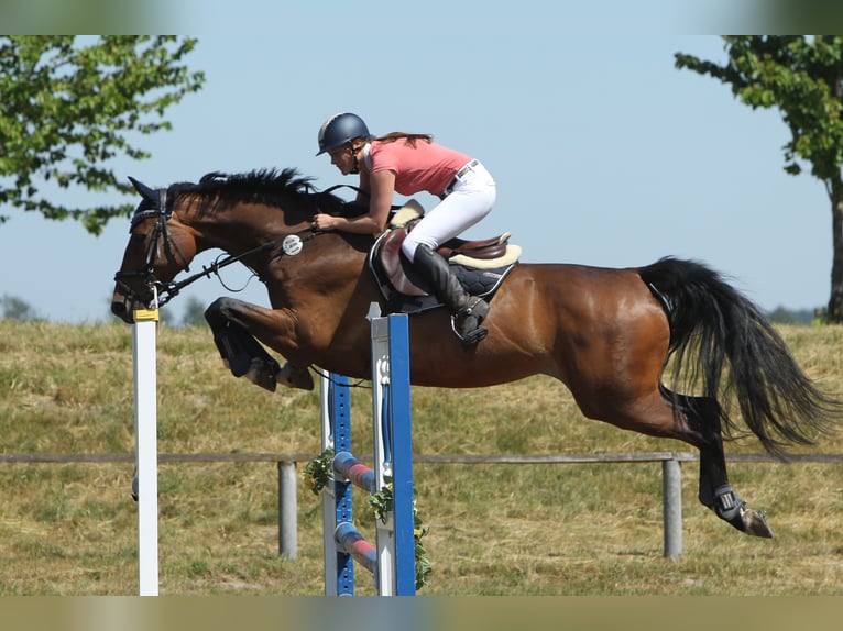 Holsteiner Merrie 11 Jaar 168 cm Bruin in Groß Methling