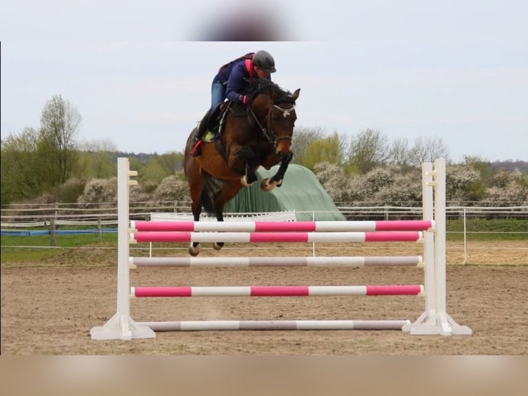 Holsteiner Merrie 11 Jaar 168 cm Bruin in Groß Methling