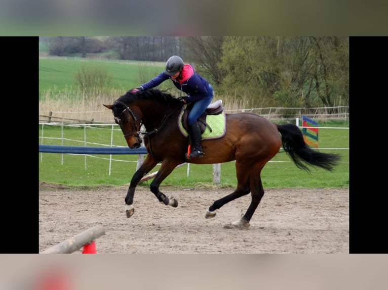 Holsteiner Merrie 11 Jaar 168 cm Bruin in Groß Methling
