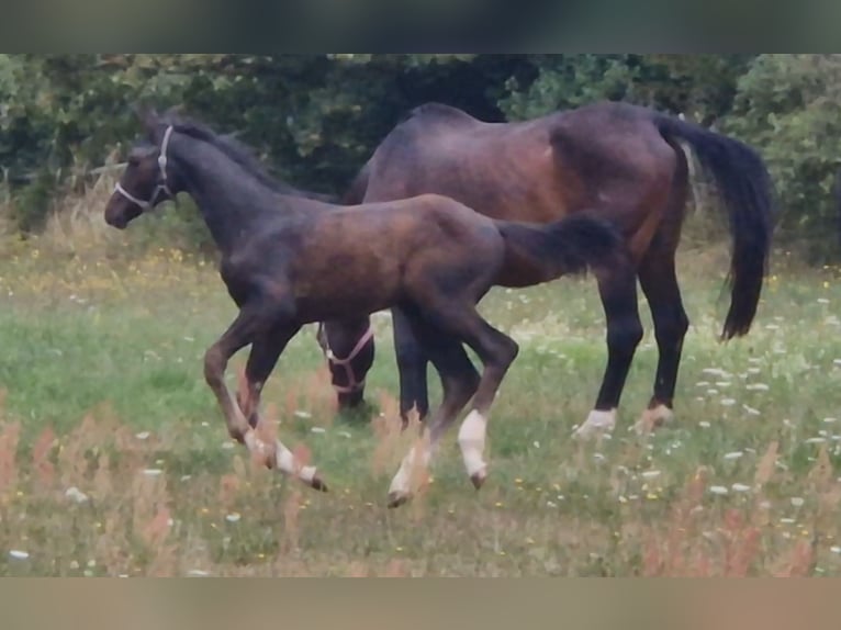 Holsteiner Merrie 11 Jaar 168 cm Donkerbruin in Wonfurt