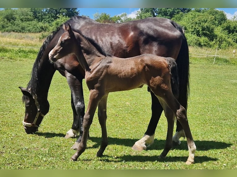 Holsteiner Merrie 11 Jaar 168 cm Donkerbruin in Wonfurt