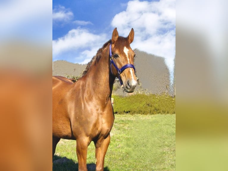 Holsteiner Merrie 11 Jaar 168 cm Donkere-vos in Schuby