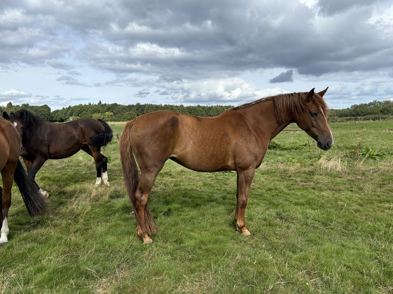 Holsteiner Merrie 11 Jaar 168 cm Donkere-vos in Schuby
