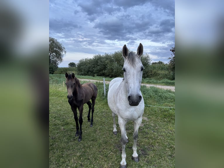 Holsteiner Merrie 11 Jaar 168 cm Schimmel in Bargteheide