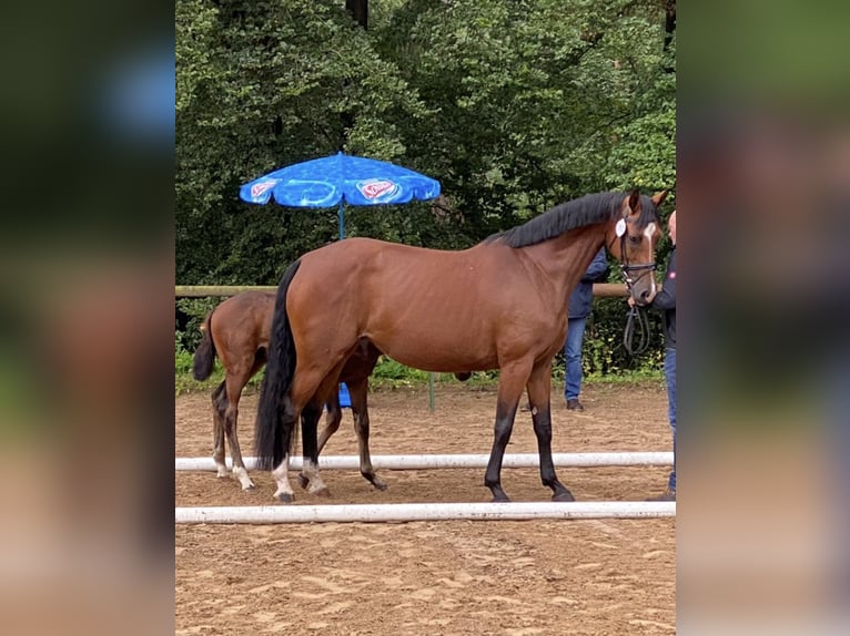 Holsteiner Merrie 11 Jaar 169 cm Bruin in Vöhl