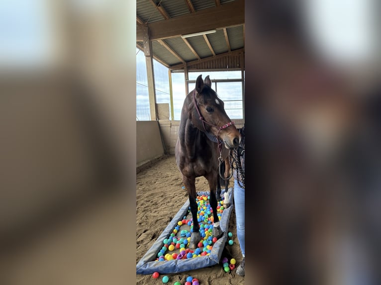 Holsteiner Merrie 11 Jaar 170 cm Donkerbruin in Limburg an der Lahn