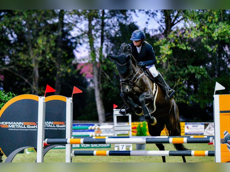 Holsteiner Merrie 11 Jaar 170 cm Zwart in Sangerhausen