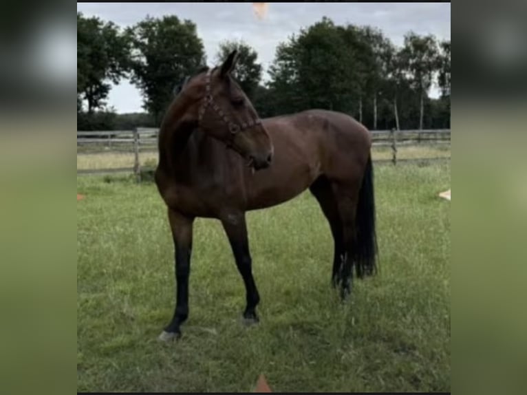 Holsteiner Merrie 11 Jaar 172 cm Bruin in Neustadt am Rübenberge