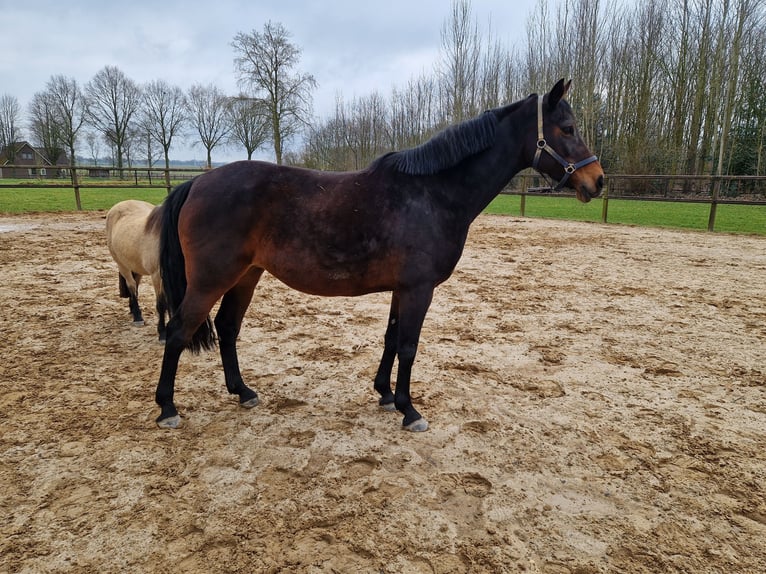 Holsteiner Merrie 11 Jaar 172 cm Donkerbruin in Lutten