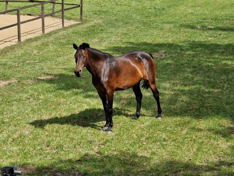 Holsteiner Merrie 11 Jaar 172 cm Donkerbruin in Lutten