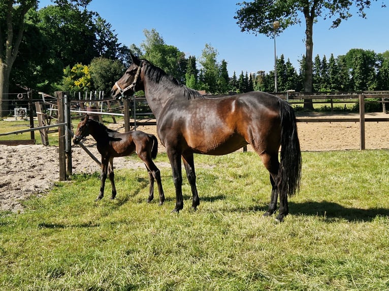 Holsteiner Merrie 11 Jaar 172 cm Donkerbruin in Lutten