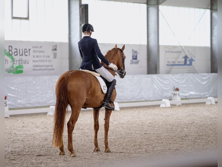 Holsteiner Merrie 11 Jaar 172 cm Vos in Kammeltal