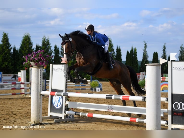Holsteiner Merrie 11 Jaar 173 cm Donkerbruin in Offingen