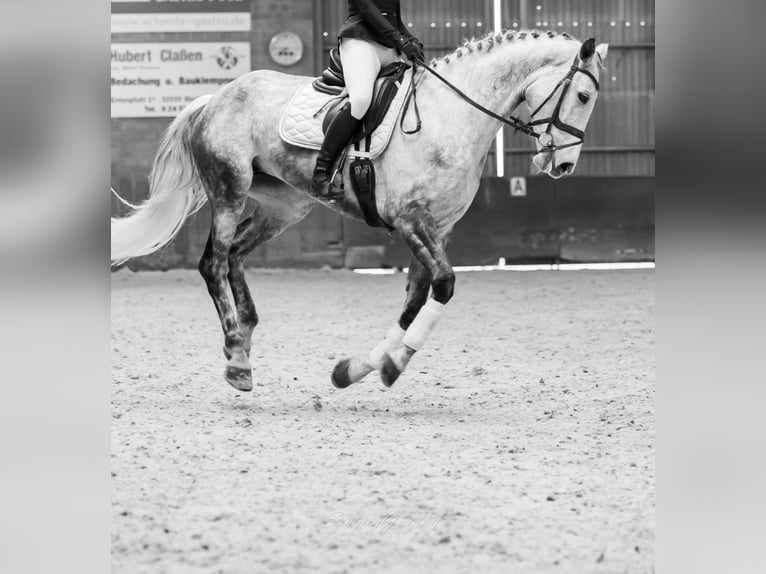 Holsteiner Merrie 11 Jaar 173 cm Vliegenschimmel in Waldfeucht