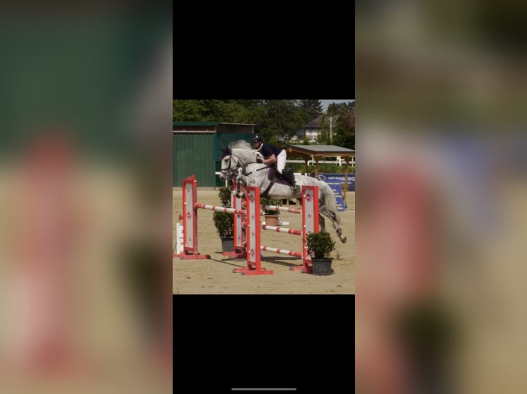 Holsteiner Merrie 11 Jaar 173 cm Vliegenschimmel in Waldfeucht