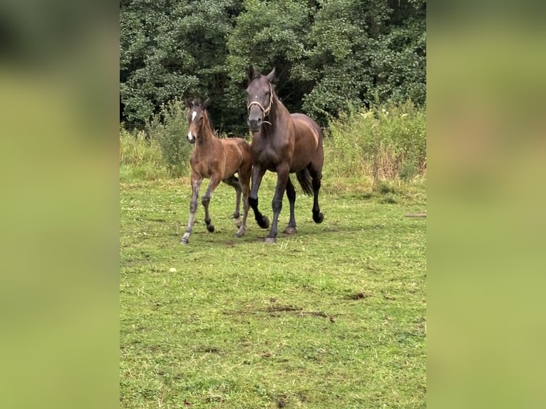 Holsteiner Merrie 11 Jaar 178 cm Zwartbruin in Borken